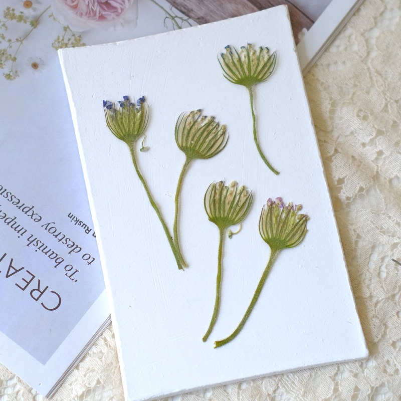 12 Buah Bunga Mutiara Zamrud K - Dried Flower Bookmark ulasan dan harga
