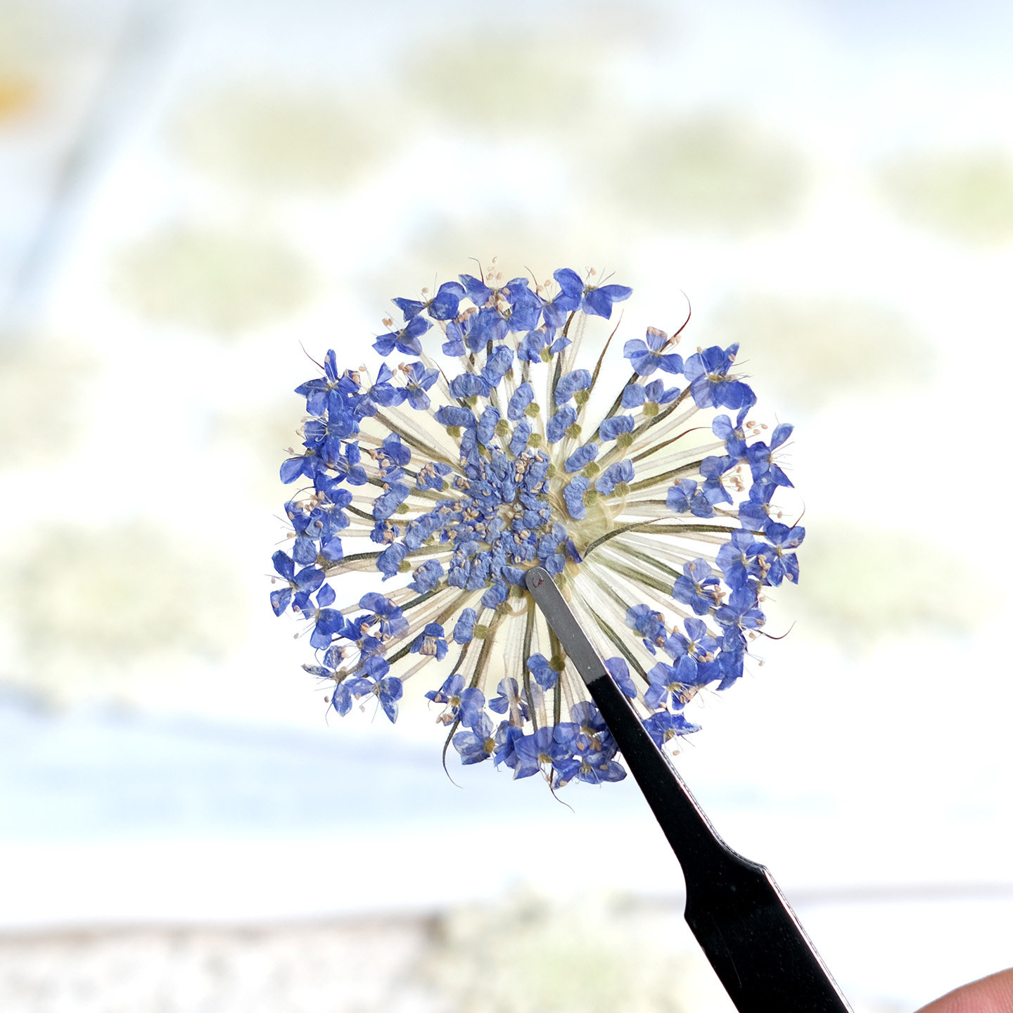 12 Buah Bunga Mutiara Zamrud K - Dried Flower Bookmark ulasan dan harga
